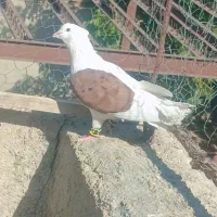 یکت|پرنده|همدان, |دیوار