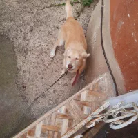 واگذاری سگ رایگان|سگ|ماسال, |دیوار