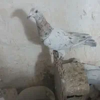 زرد هفرنگ خطی