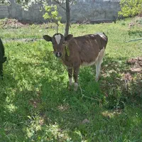 گوساله ماده 4 ماهه هلشتاین