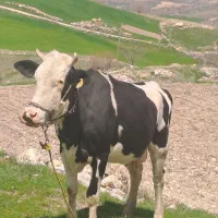 گاو سمینتال