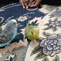 مرغ عشق|پرنده|خرمشهر, |دیوار
