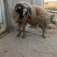 قوچی یا خروف یا گوسفند بره