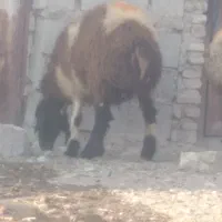 میش داشت