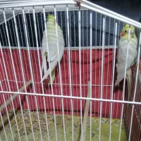 عروس هلندی جفت