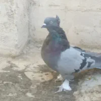 اصفهانی اصیل|پرنده|اصفهان, پوریای ولی|دیوار