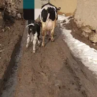 گاو هلیشتاین شیری|حیوانات مزرعه|هشترود, |دیوار