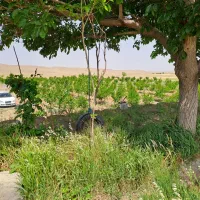 باغ انار تجاری و تفریحی در رودخانه حسن آباد دهزمین|فروش خانه و ویلا|ششتمد, |دیوار