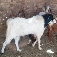 فروش نری بزرگ