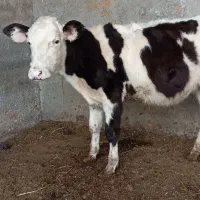 گوساله ماده