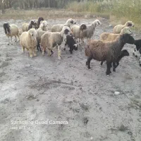 میش ترکی بره دار داشتی|حیوانات مزرعه|جره و بالاده, |دیوار