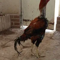 خروس لاری
