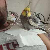 عروس هلندی نر|پرنده|مشهد, شهرک شهید باهنر|دیوار