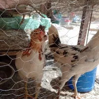 مرغ و خروس گلین