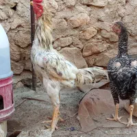 تخم مرغ لاری طوسی یطیغ