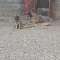واگذاری توله سگ ۷۰ روزه سراب پژدر نر