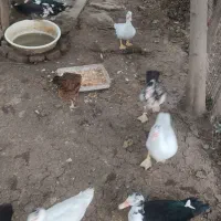 اردک جوان اصل خاص