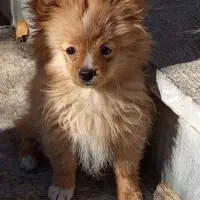 پامر سایز ریز..اصیل..بدون سروصدا