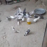کفتر پرش سنگین