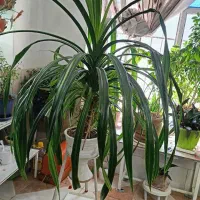 پاندانوس|گل و گیاه طبیعی|نیشابور, مازول|دیوار