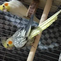 عروس هلندی جفت|پرنده|شیراز, فاضل|دیوار