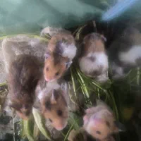 بچه همستر زرنگ و بازیگوش