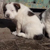 آلابای ترکمن اصیل فقط سه و پانصد