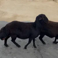 گوسفند نر|حیوانات مزرعه|ارومیه, |دیوار