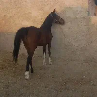 اسب