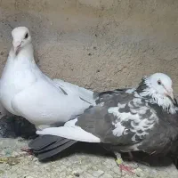 جفت کبوتر حمال و پرشی