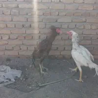 لاری مرغ و خروس