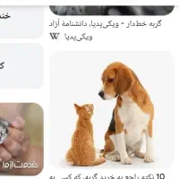 بچه گربه حدودا ۳ ماهه در ماهدشت پیدا شده