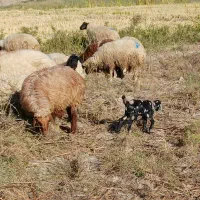 بز و بزغاله|حیوانات مزرعه|چوار, |دیوار