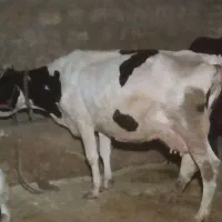 گاو آبستن