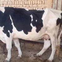 گاو ماده