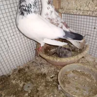 کفتر ضمانتی