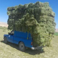 خرید و فروش یونجه خشک