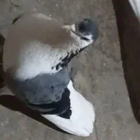 کفتر دمگیر دستگردی