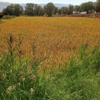 فروش عمده برنج درجه یک اصل کامفیروز|خوردنی و آشامیدنی|شیراز, شریف‌آباد|دیوار