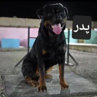 واگذاری توله روتوایلر|سگ|طرقبه, |دیوار