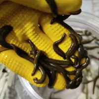 زالو آرایشی و طبی مناسب درمان هرتعداد و سایز موجود