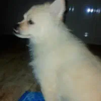 سگ پامر شیتزو|سگ|اهواز, کوی باهنر|دیوار