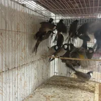 بلدرچین از جوجه تا مولد موجود|پرنده|رشت, علی آباد|دیوار