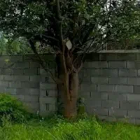 باغچه ۲۴۰ متری چسب بافت