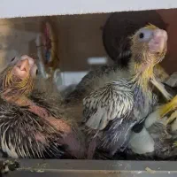 جوجه عروس سرلاکی و تعدادی فنچ