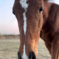 کره عرب یسر ۵ ماهه|اسب و تجهیزات اسب‌سواری|شهریار, اسکمان|دیوار