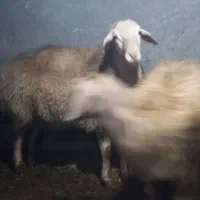 گوسفند نر|حیوانات مزرعه|مشگین شهر, |دیوار