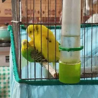یک جفت مرغ عشق مولد