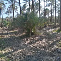 نخل|گل و گیاه طبیعی|سعدآباد, |دیوار