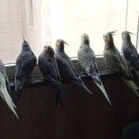 عروس هلندی مولد با بچه وتخم فروشی